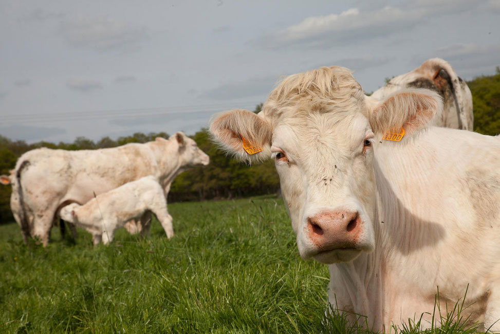 charolais