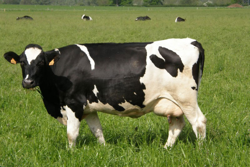 primholstein